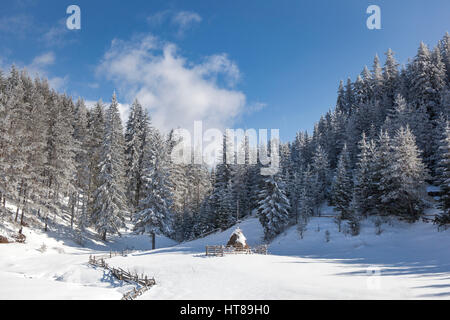 Winterlandschaft mit verschneiten Tannen und Heuhaufen bedeckt mit Schnee auf einer kleinen Lichtung. Stockfoto