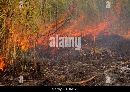 Feuer in den Hain. Adobe RGB Stockfoto