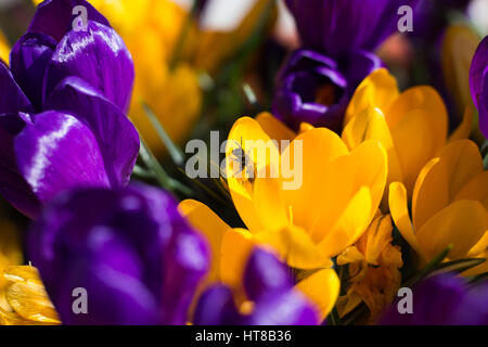 Biene an Krokus Stockfoto