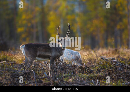 Rentier in Herbstsaison Blick in die Kamera und den Wald, die Farben des Herbstes, Gällivare, Schwedisch Lappland, Schweden Stockfoto