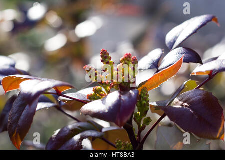 Mahonia Plant im Herbst Stockfoto