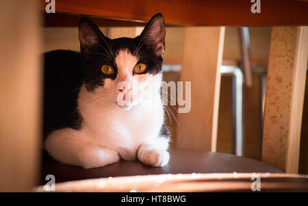 Schwarze und weiße Katze entspannt auf einen Stuhl Stockfoto