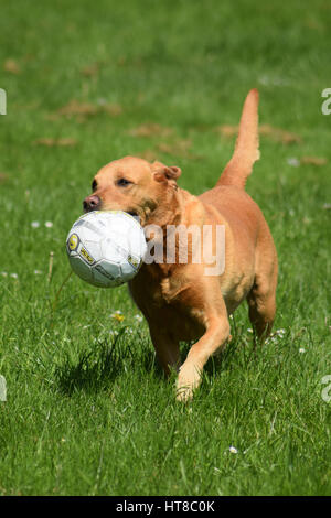 Fox Red Labrador mit Fußball Stockfoto