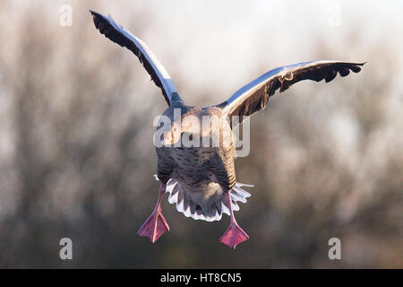 Graugänse (Anser Anser), kommen, um Land, Gloucestershire, England, UK. Stockfoto