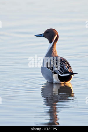 Nördliche Pintail (Anas Acuta) männlich, Schwimmen, Gloucestershire, England, UK. Stockfoto