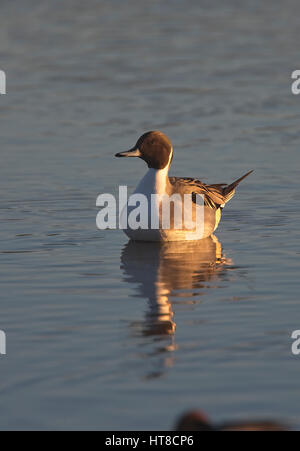 Nördliche Pintail (Anas Acuta) männlich, Schwimmen, Gloucestershire, England, UK. Stockfoto