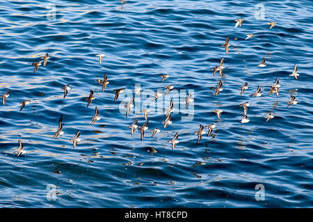 Schwarm von kleinen Watvögel fliegen über das Meer, Penzance, Cornwall, England, UK. Stockfoto