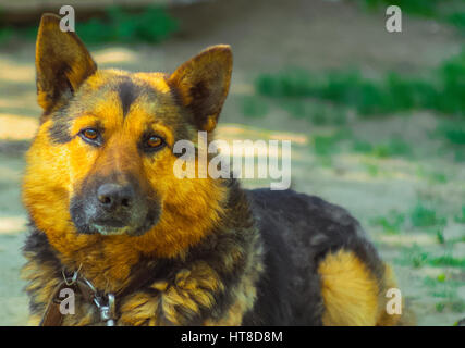 Der schöne Schäferhund an der Kette in der Hof-Nahaufnahme Stockfoto