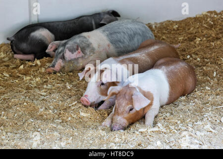 Ferkel verschiedener Rassen sind im Fahrerlager Stockfoto