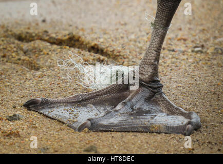 Ein Höckerschwan Fuß mit Angelschnur gebunden um es am Strand von Hamresanden, Kristiansand, Norwegen, zeigt, wie menschlichen Abfälle und Angeln Ausrüstung des Stockfoto