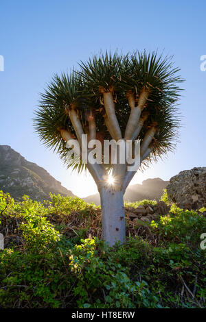 Drago (Dracaena Draco), El Draguillo, Macizo de Anaga, Teneriffa, Kanarische Inseln, Spanien Stockfoto