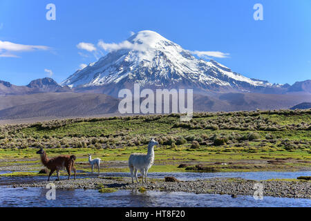 Lamas (lama glama) am Fluss vor Vulkan Sajama, bedeckt mit Schnee, Sajama Nationalpark, Altiplano, Bolivien Stockfoto