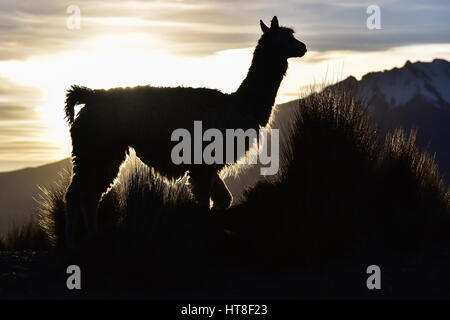 Llama (lama glama) als Silhouette gegen das Licht vor Berg, Abendlicht, in Cusco, Anden, Peru Stockfoto