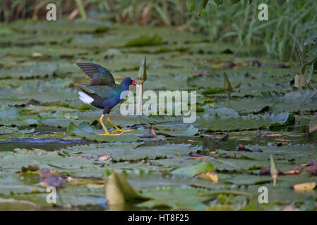 Lila Gallinule (Porphyrio Martinicus) Stockfoto