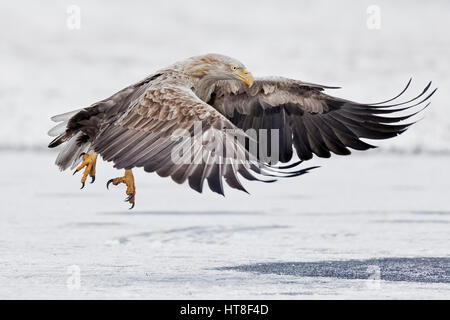 Meer-Seeadler (Haliaeetus Horste), Erwachsene am Start-Gostynińsko Włocławski Park, Polen Stockfoto