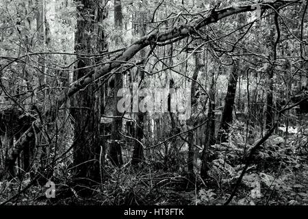 Der Anliegerstaaten Lebensraum der bezaubernden Shingle Creek ist Heimat von einer üppigen und sehr abwechslungsreichen Flora, die Zypressen, Eichen, Reben und Farne enthält. Stockfoto