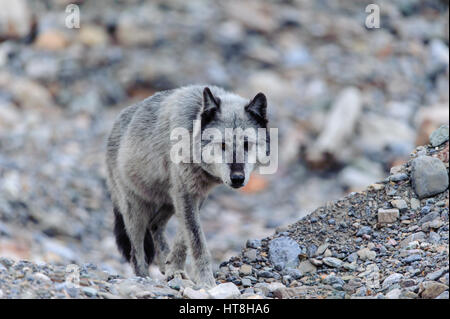 Grauer Wolf (Canis Lupus), im Westen Nordamerikas Stockfoto