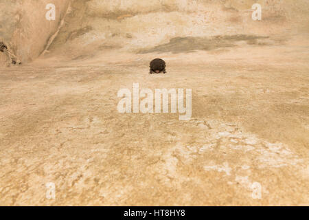 Schlafende Fledermaus in einem unterirdischen Tunnel. Die Fledermaus an der Wand. Stockfoto