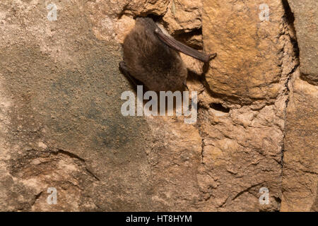 Die Fledermaus im Tunnel. Schlafende Fledermaus. Stockfoto