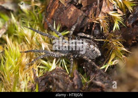 Nahaufnahme der Wolfspinne (Alopecosa Barbipes), auch bekannt als Ostern Fuchs Spinne - auf der Heide in Surrey, Großbritannien Stockfoto