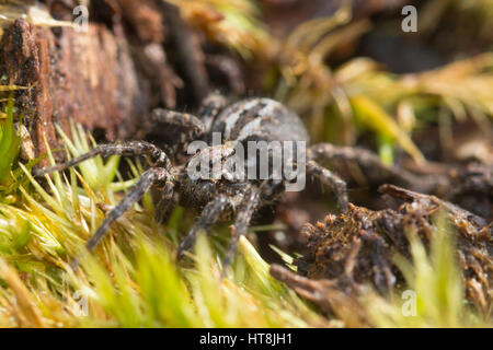 Nahaufnahme der Wolfspinne (Alopecosa Barbipes), auch bekannt als Ostern Fuchs Spinne - auf der Heide in Surrey, Großbritannien Stockfoto