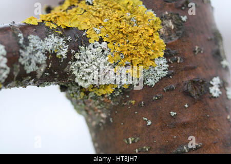 schöne Flechten in voller Blüte auf dem Stamm des Apfelbaums Stockfoto