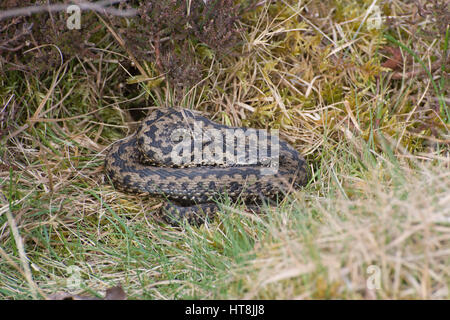 Männliche Kreuzotter (Vipera Berus) - auch bekannt als Europäische Kreuzotter oder europäischen gemeinsamen Viper - in Surrey Heide Lebensraum Stockfoto