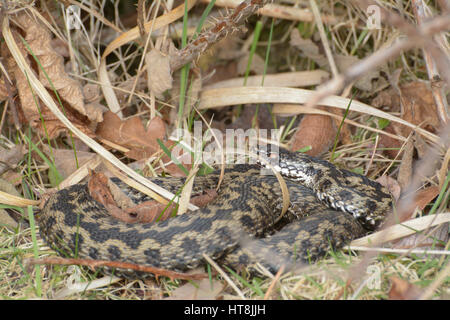 Männliche Kreuzotter (Vipera Berus) - auch bekannt als Europäische Kreuzotter oder europäischen gemeinsamen Viper - in Surrey Heide Lebensraum Stockfoto