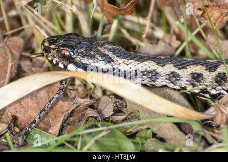 Männliche Kreuzotter (Vipera Berus) - auch bekannt als Europäische Kreuzotter oder europäischen gemeinsamen Viper - in Surrey Heide Lebensraum Stockfoto