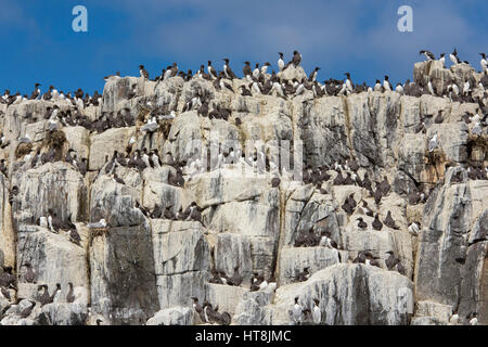 Große Anzahl von nistenden Seevögeln auf Felsen, Sommer, Farne Inseln, Northumberland, UK Stockfoto