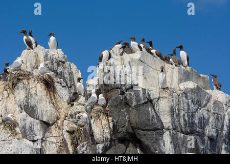 Große Anzahl von nistenden Seevögeln auf Felsen, Sommer, Farne Inseln, Northumberland, UK Stockfoto