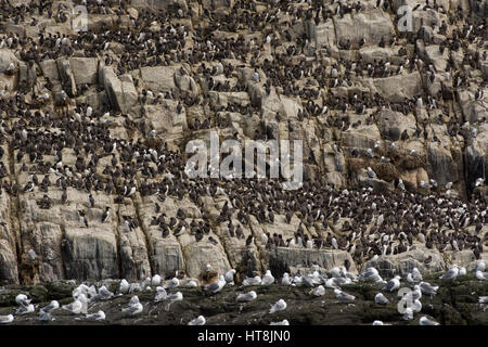 Große Anzahl von nistenden Seevögeln auf Felsen, Sommer, Farne Inseln, Northumberland, UK Stockfoto