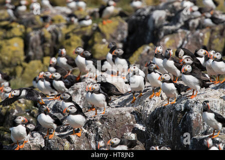 Eine große Gruppe von Papageitaucher auf Nährböden, Farne Inseln, Northumberland, UK Stockfoto