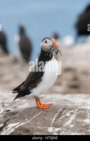 Eine atlantische Puffic (Fratercula Arctica) mit einem Schnabel voller Sandaale, Farne Islands, Northumberland, UK Stockfoto