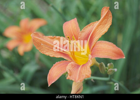 Riesen orange Taglilien (Hemerocallis Fulva) an einem schönen Frühlingstag in einem Garten auf Garten Hintergrund isoliert Stockfoto