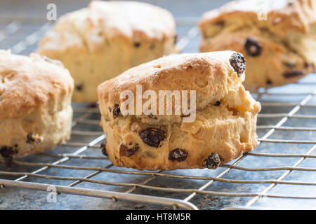 Frisch gebackene Scones auf einem Draht Rack-Kühlung. Stockfoto