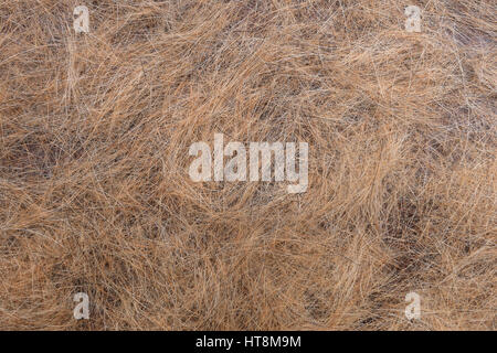 Hund Haare Nahaufnahme. Hunde Haare nach der Häutung. Viele braune Hunde Haare am Boden. Stockfoto