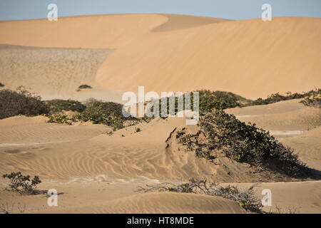 Die Vegetation an der Unterseite des großen Dünen bei Swakopmund in Namibia Stockfoto