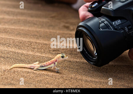 Fotograf, schließen, schießen ein Cheeky und bunten Palmato Gecko auf dem Sand der Namib-Wüste - Seitenansicht Stockfoto