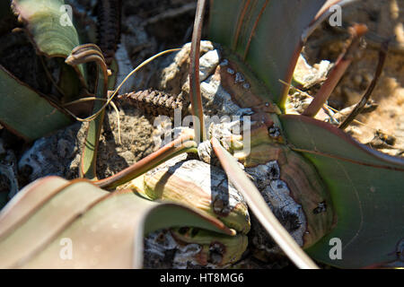 Welwitschia zeigen männliche Organe Stockfoto