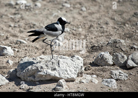 Schmied Regenpfeifer oder Kiebitz auf der trockenen Erde in Etosha Stockfoto