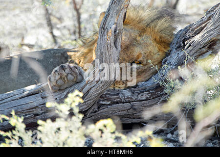 Ein einziges Auge eines ruhenden Löwen peering out hinter einem toten Baum Stockfoto