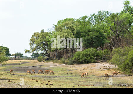 Herde der Schwarzen konfrontiert Impala Beweidung in Sossuwe auf Caprivi Stockfoto