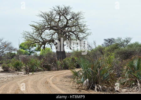 Ein Baobab Baum im Mahango auf Caprivi Stockfoto