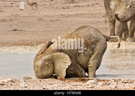 Junger Elefant, Kopf nach unten im Wasser Stockfoto