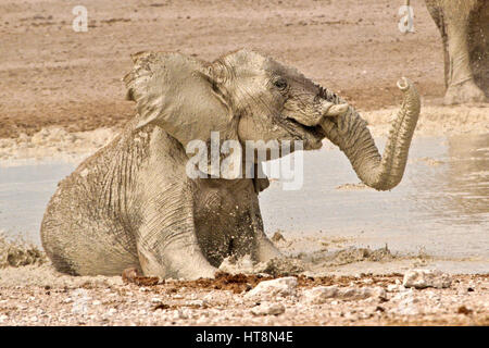 Ein junger Elefant am Pool Stockfoto