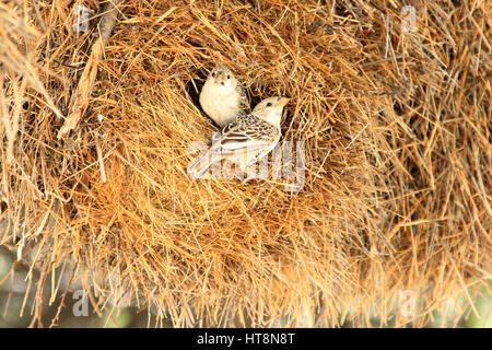 Zwei geselligen Webervögel auf nest Stockfoto