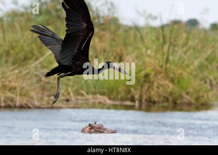 Openbill Storch fliegt über ein Nilpferd Stockfoto