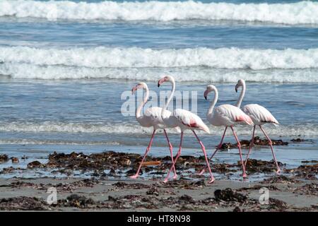 Vier größere Flamingos zu Fuß am Strand voller Algen mit der Brandung hinter Stockfoto