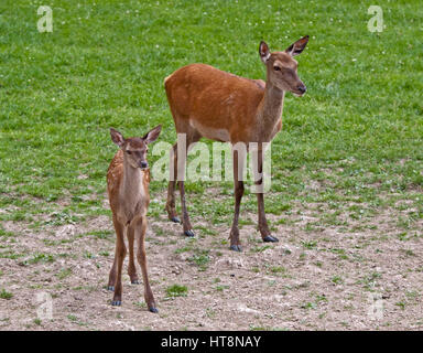 Rothirsch (Cervus Elaphus) Doe und Fawn Stockfoto